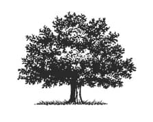 oak-tree